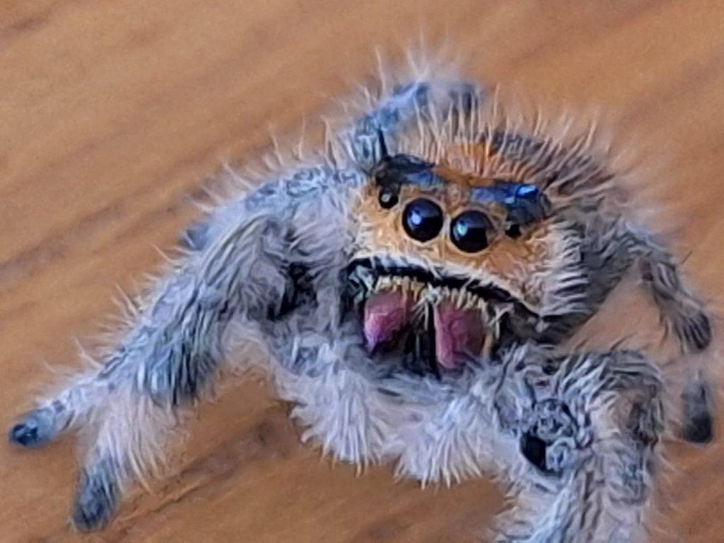 Phidippus regius Everglades - skákavka královská
