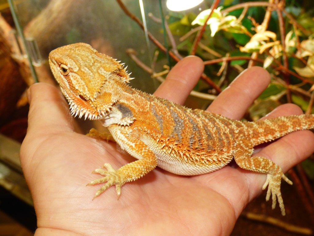 Agama vousatá (Pogona vitticeps)