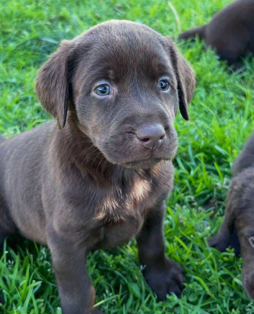 Labradorský retrívr na prodej