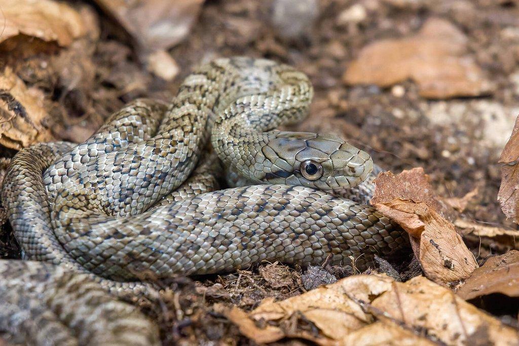 Mládě užovky japonské (Elaphe climacophora)