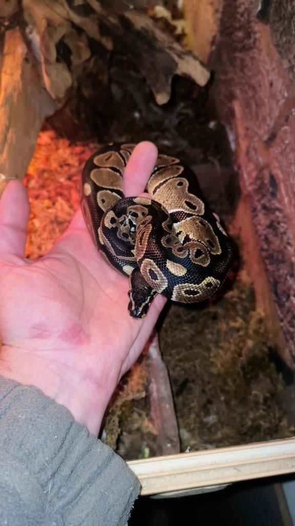 Prodám pár krajt královských