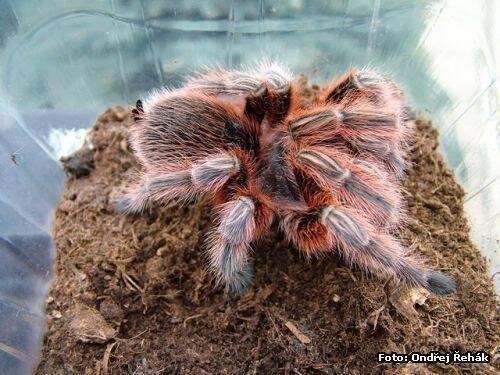 Grammostola rosea RED