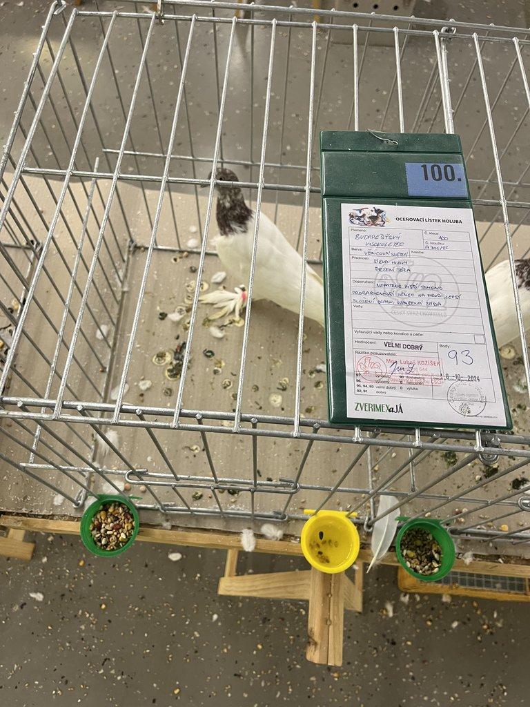 BUDAPEŠŤSKÝ VYSOKOLETEC