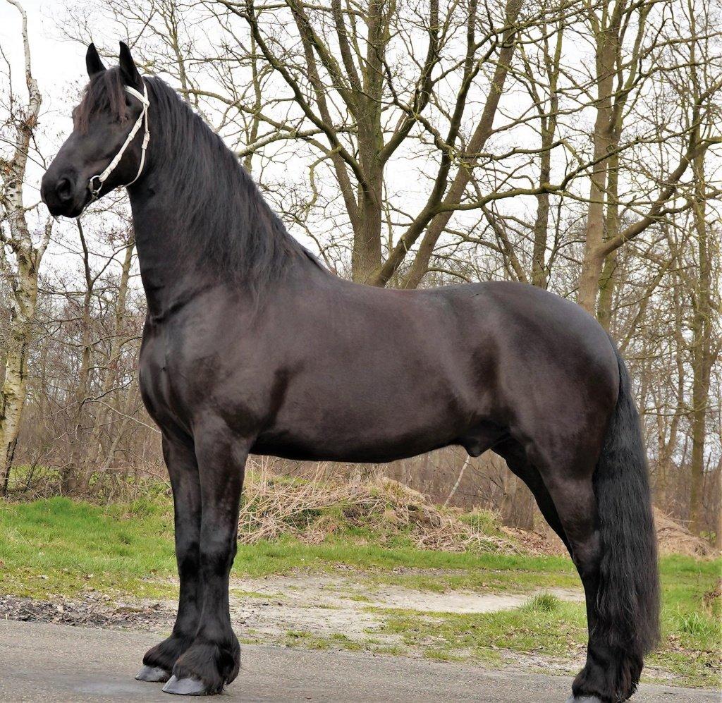 SUPER SLADKÝ, EXTRÉMNĚ něžný, TALENTOVANÝ fríský hřebec na prodej