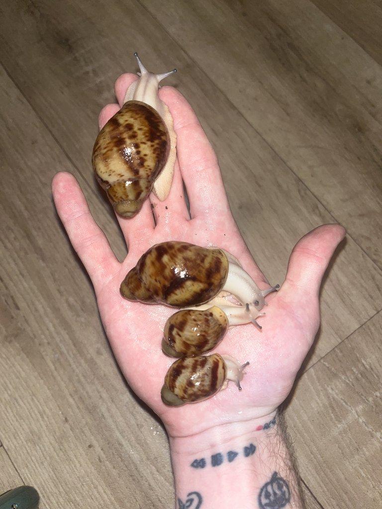 Africký šnek - mláďata