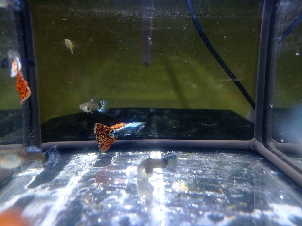 Poecilia reticulata - Red Mosaic Dumbo Ear