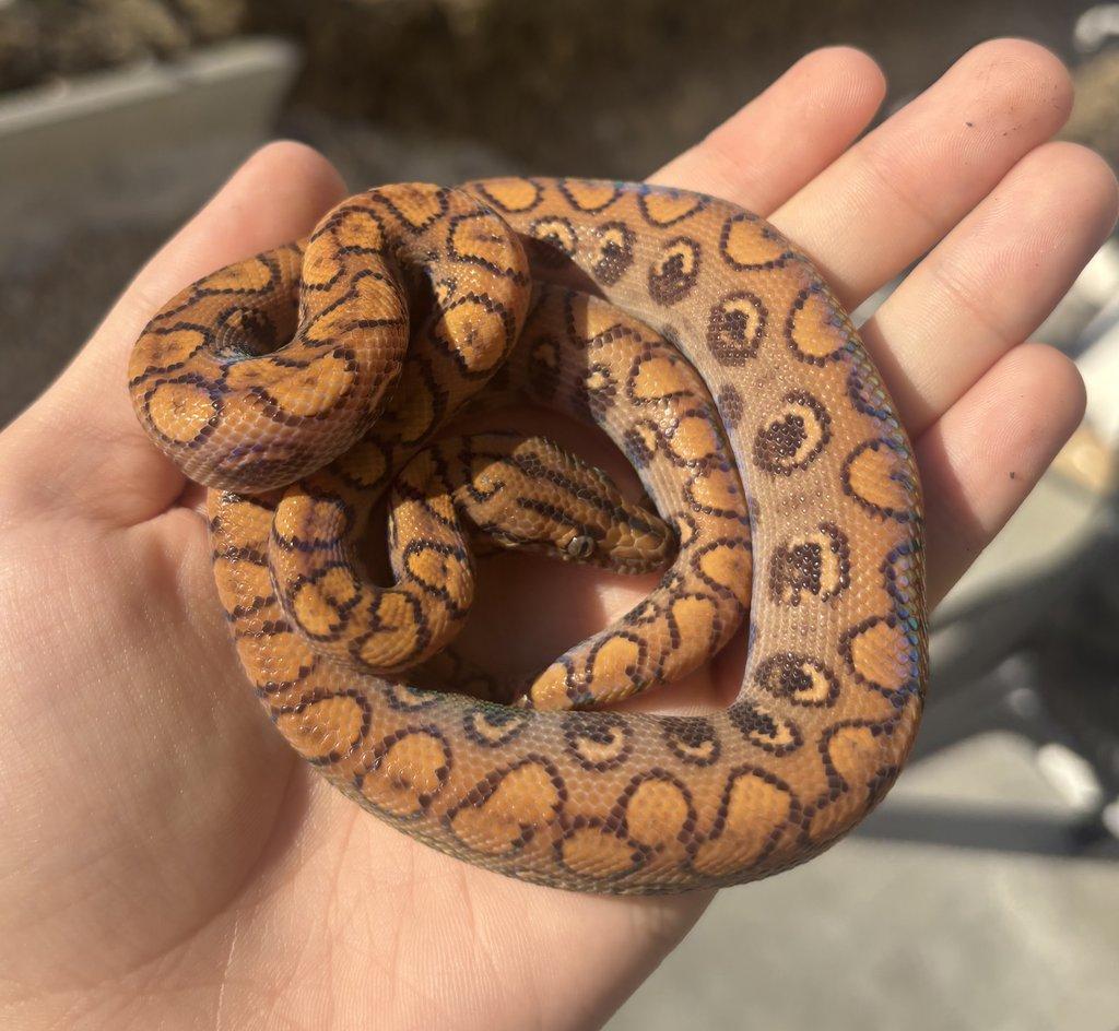 Epicrates c. cenchria caramel 1.1