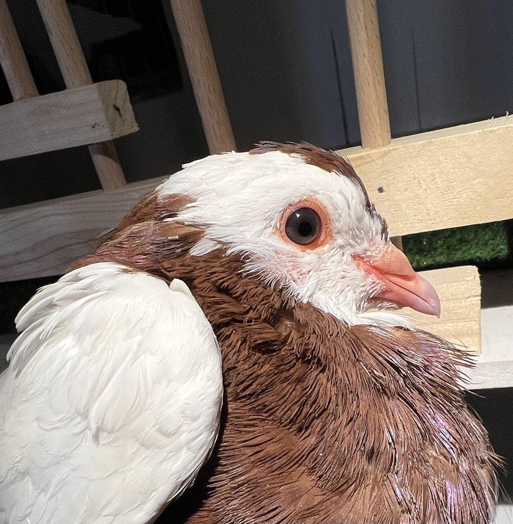 Český stavák červený Sedlatý- Holoubata