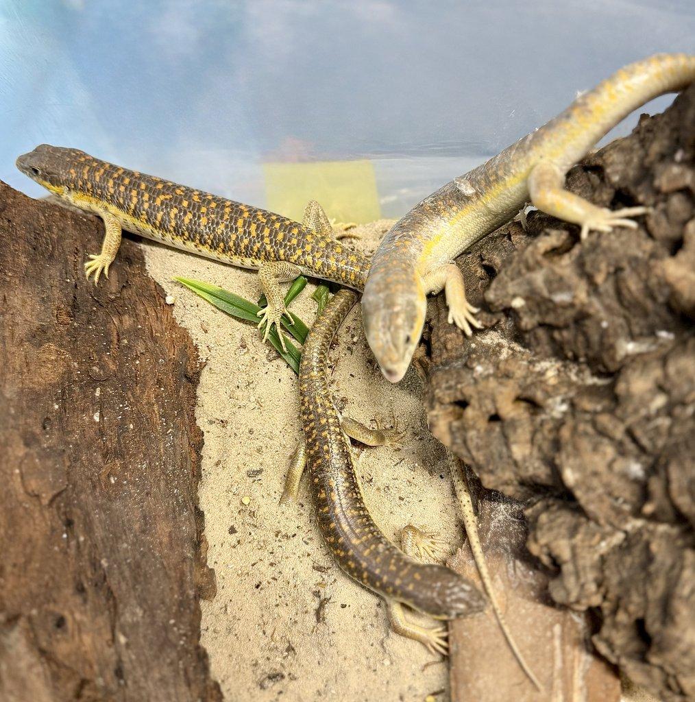 Scink Schneiderův - Scink Schneiderův