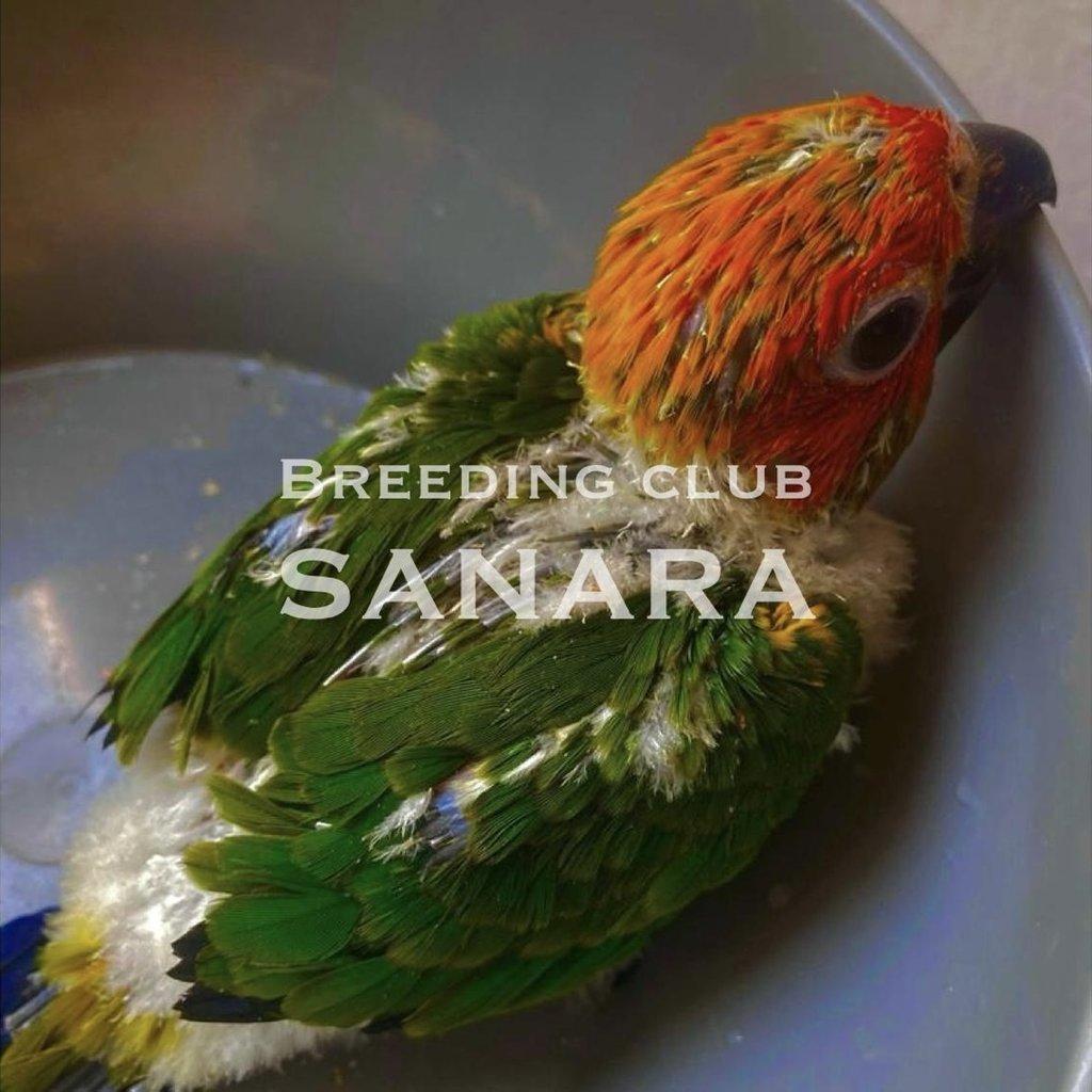 Aratinga sluneční Red Factor