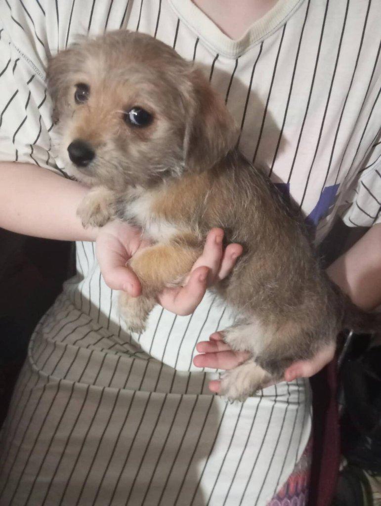 Prodám štěňátka