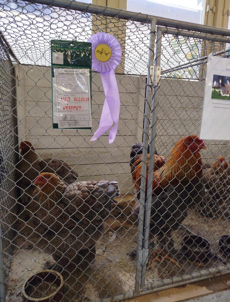 Brahmánka velká koroptví vlnitá