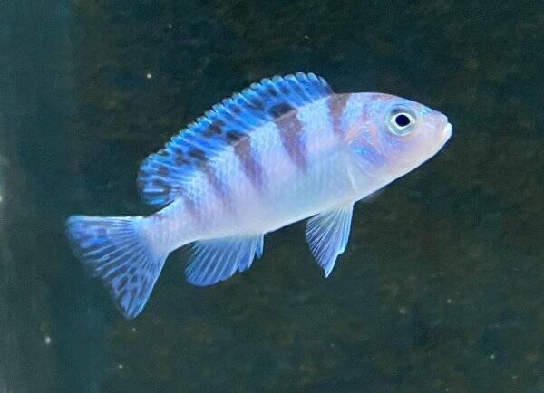 Tlamovci jezera Tanganika a Malawi.