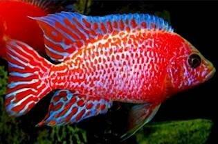 Tlamovci jezera Tanganika a Malawi.