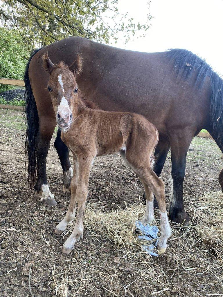 Welsh pony of cob type, sekce C
