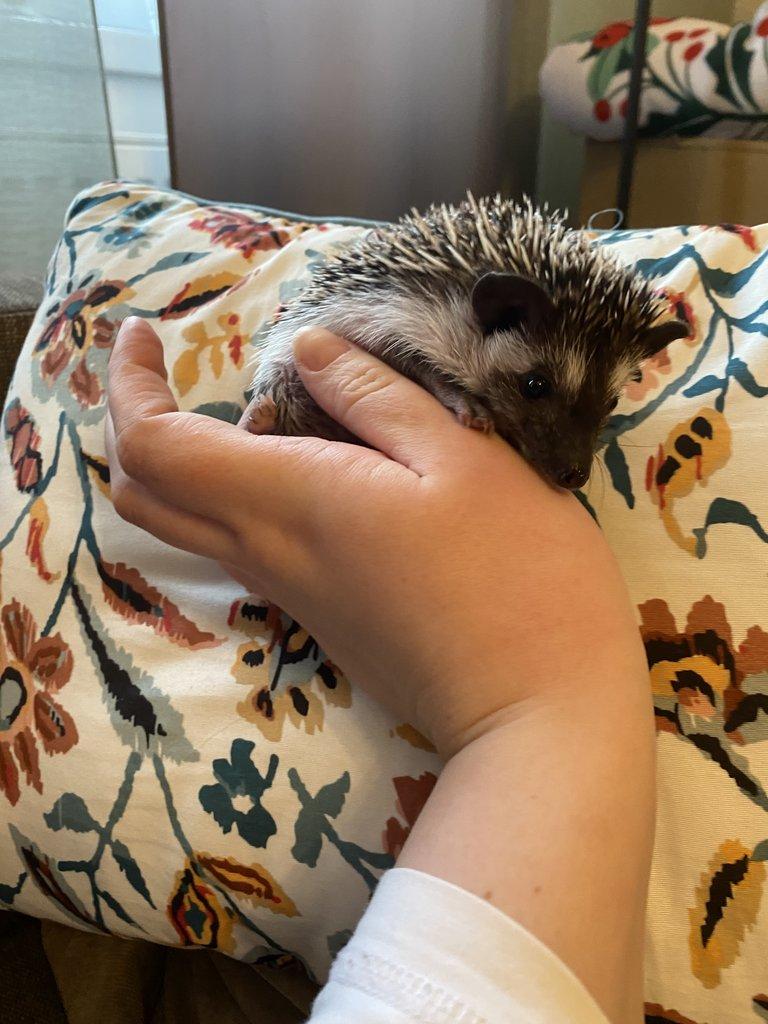 Africký pygmy ježek s PP - Chovatelská stanice Ježkovy voči