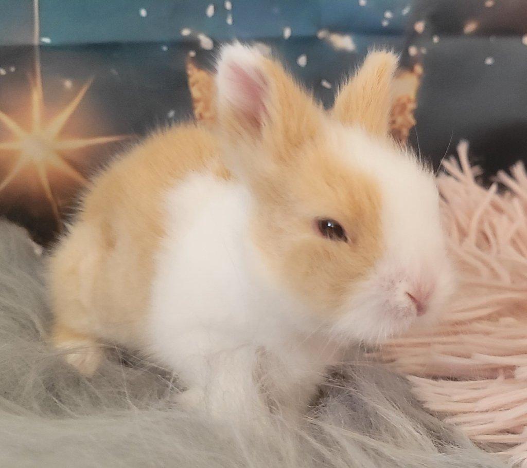 Zakrslý králík teddy