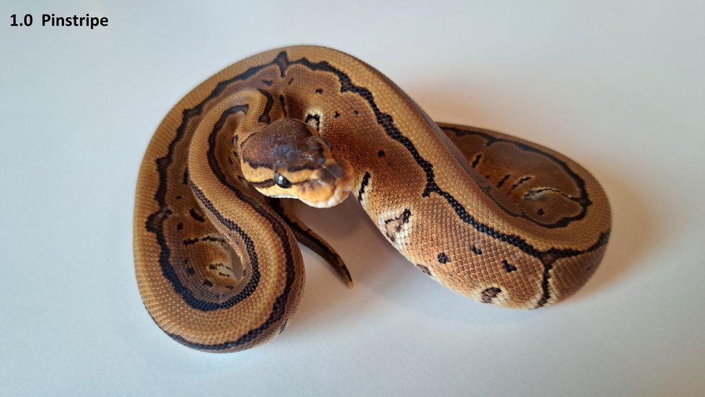 Krajta královská - prodám vlastní odchov 2023 - 2025