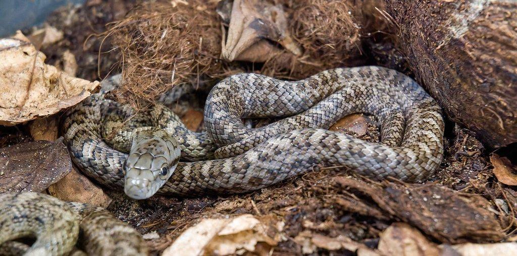 Mládě užovky japonské (Elaphe climacophora)