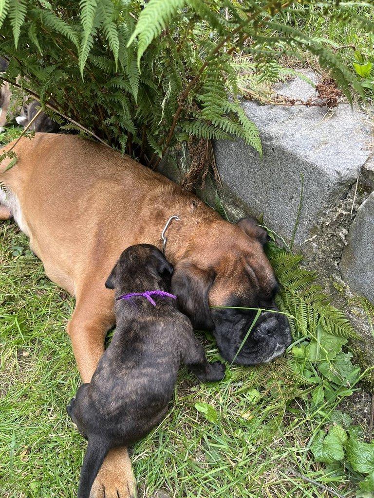 Štěňata německého boxera s PP