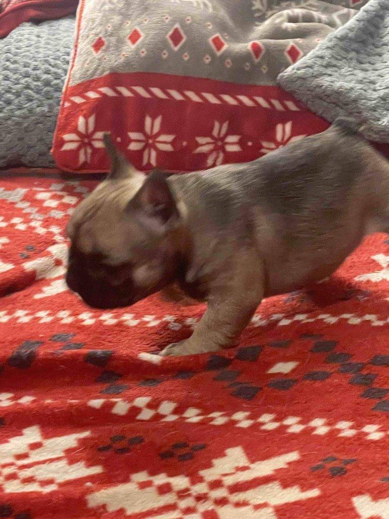 Štěňátka francouzských buldočků s PP FCI