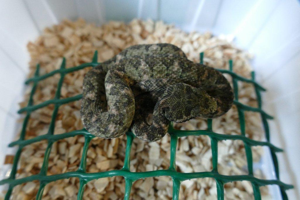 Křovinář ostnitý