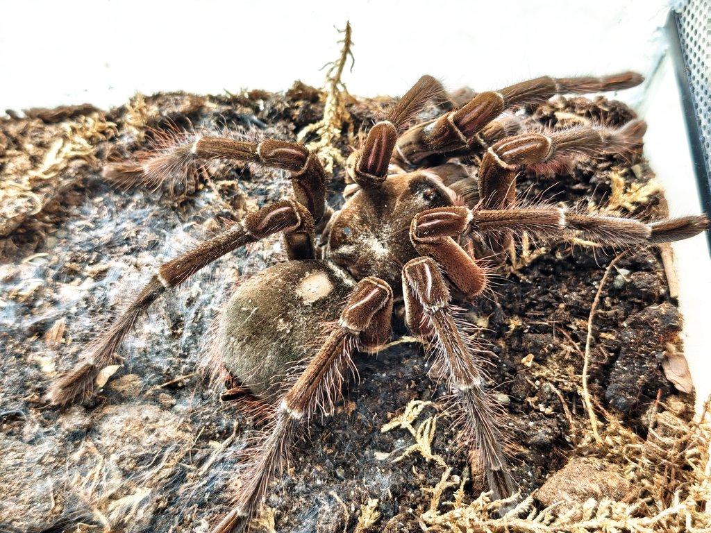 Samec Theraphosa stirmi
