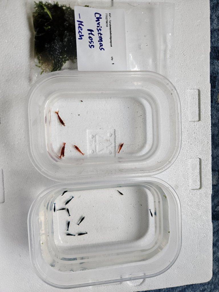 Sparťanské krevetky - červená, modrá, žlutá - čisté linie