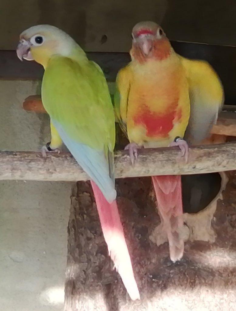 Pyrury zelenolící mutace