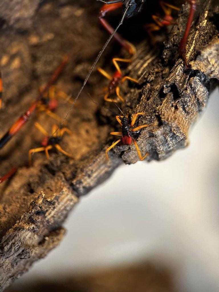 Psytalla horrida 4. - 5. svlek