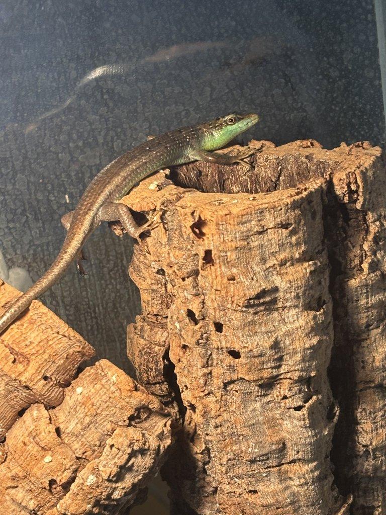 Eumeces schneiderii 1.1