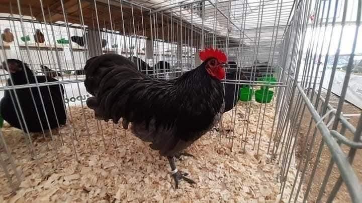 Násadová vejce zdrobnělé Australky černé a modré s lemy