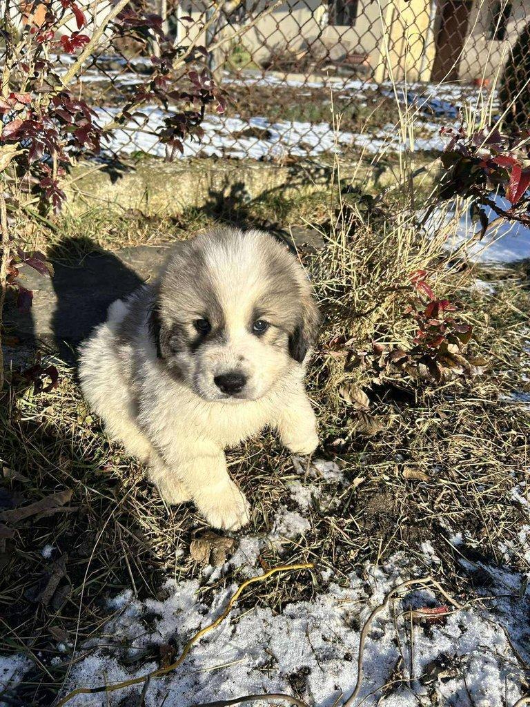 Pyrenejský horský pes