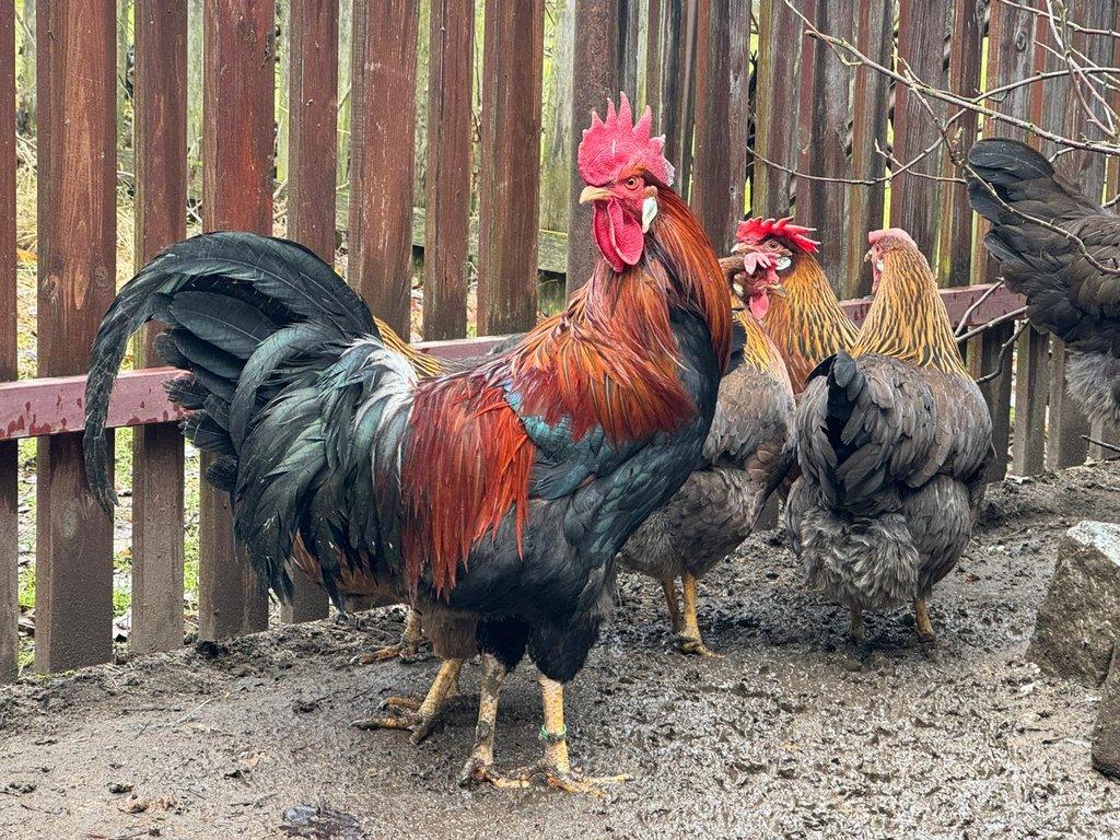 Vlaška koroptví - kohout