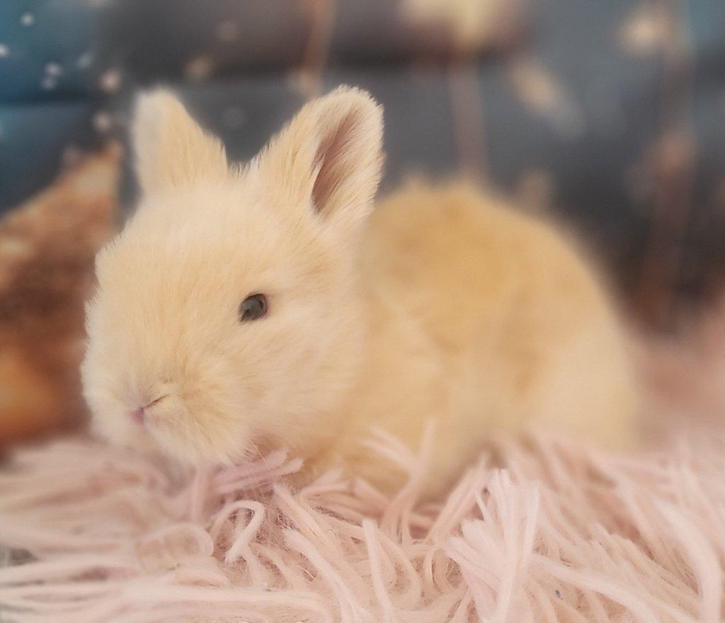 Zakrslý králík teddy