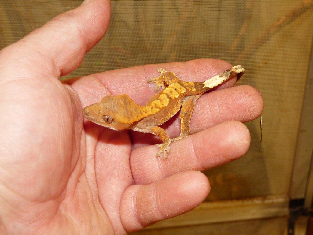 Pagekon řasnatý (Coreolophus ciliatus)