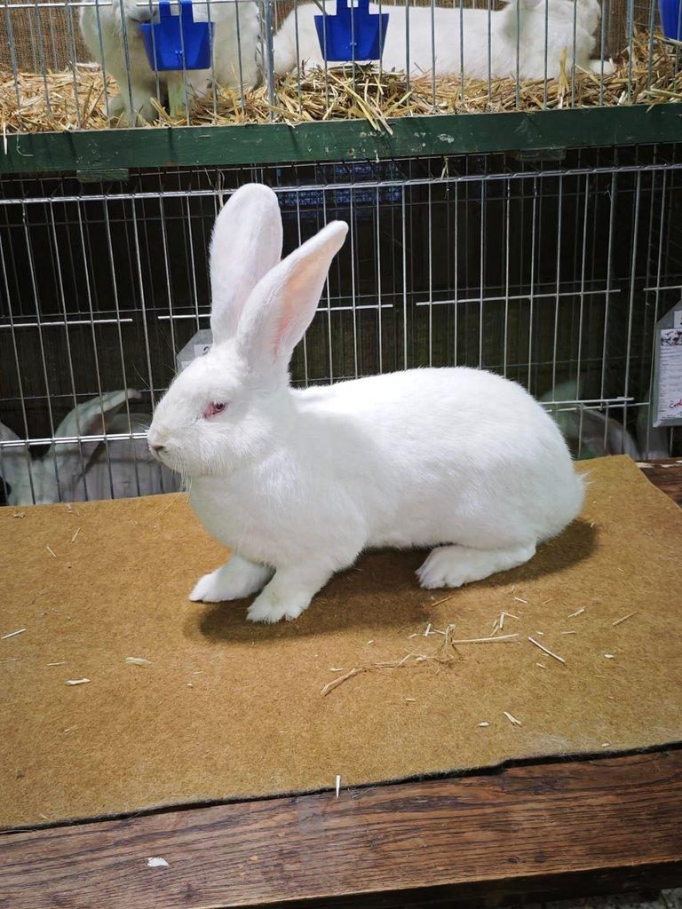 Belgický obr bílý červenooky