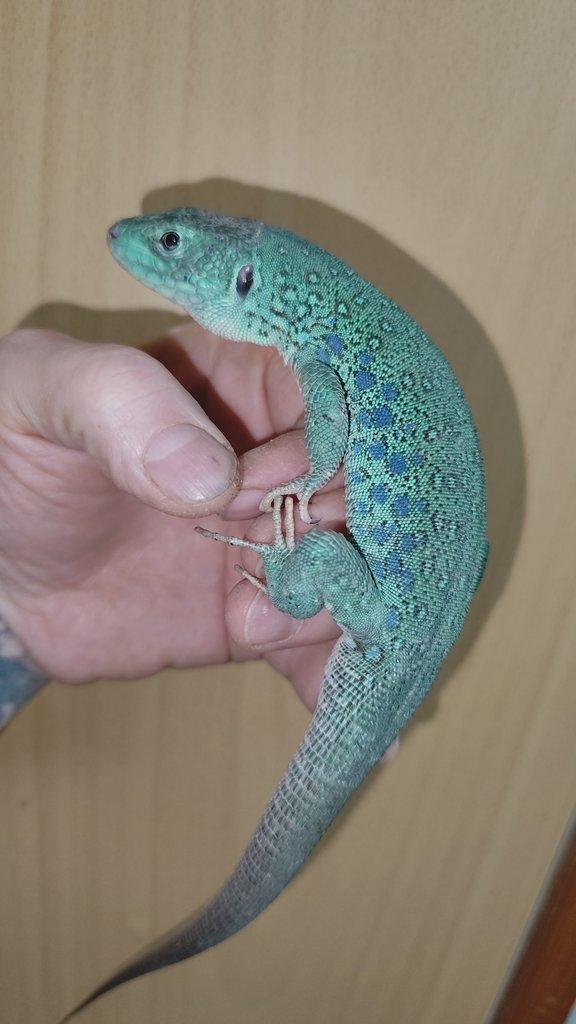 1.1 Timon lepidus Blue