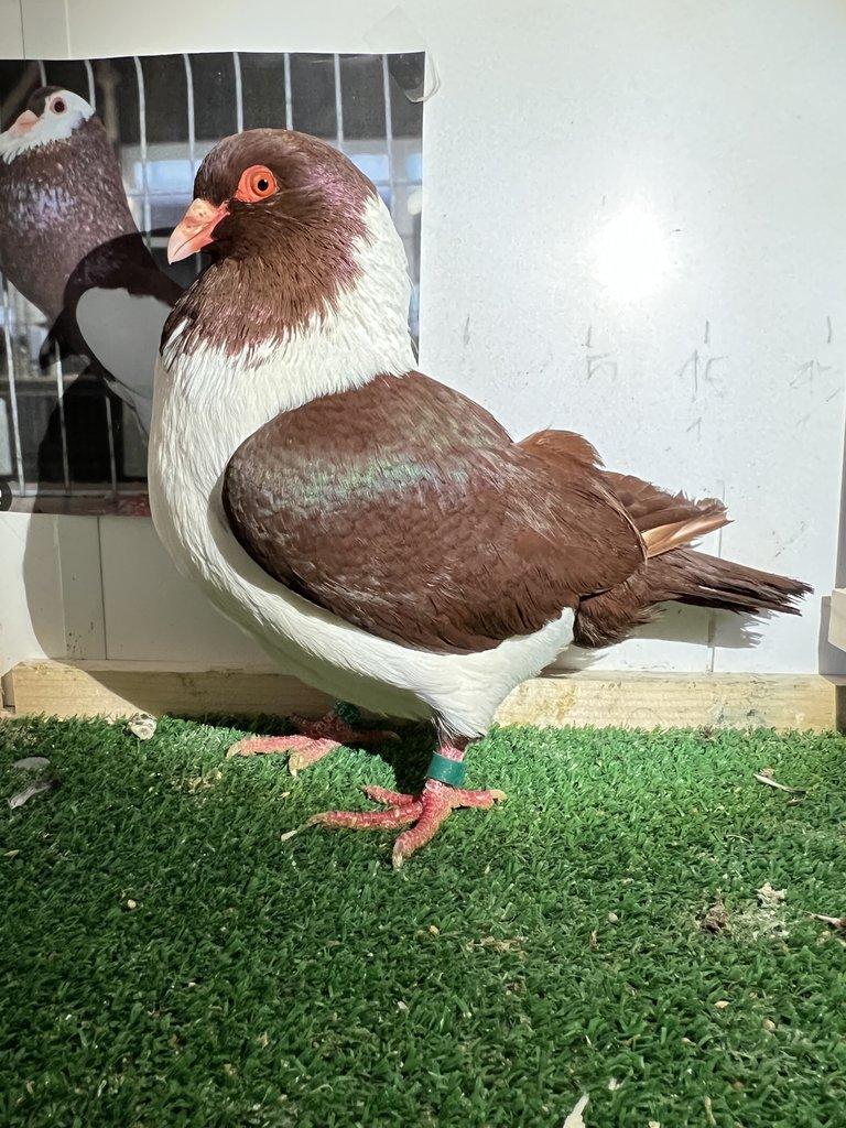 Moravský pštros červený - Pár