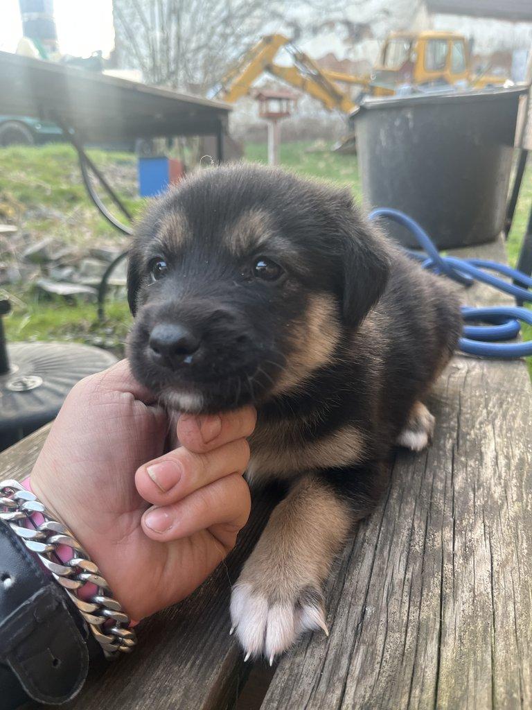 Prodám štěňátka