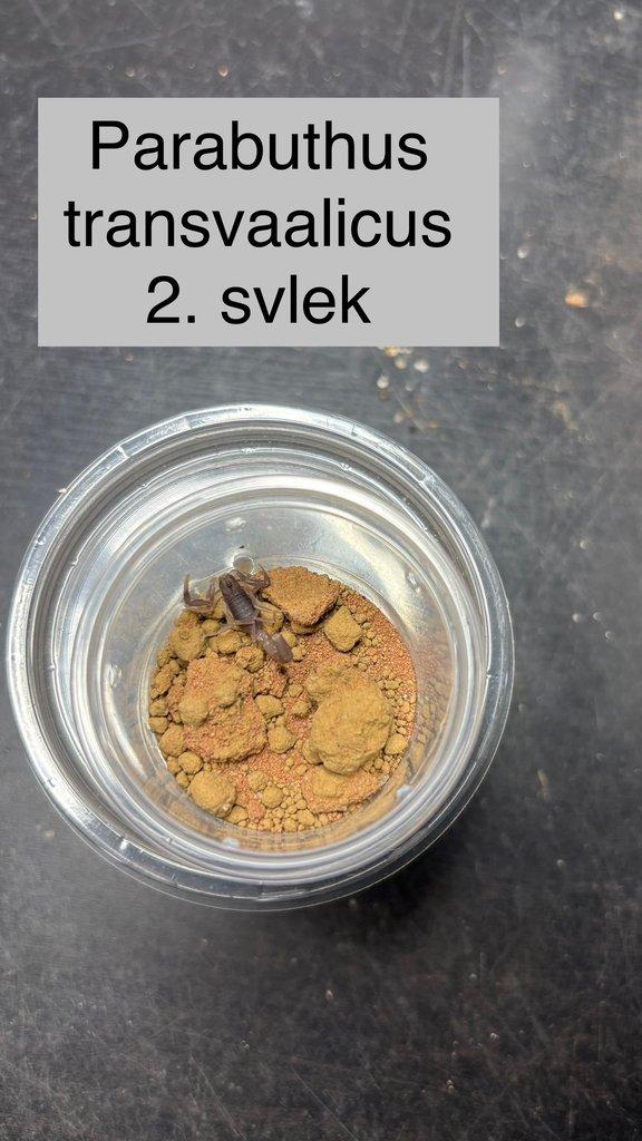 Štíři - aktuální nabídka 13.11