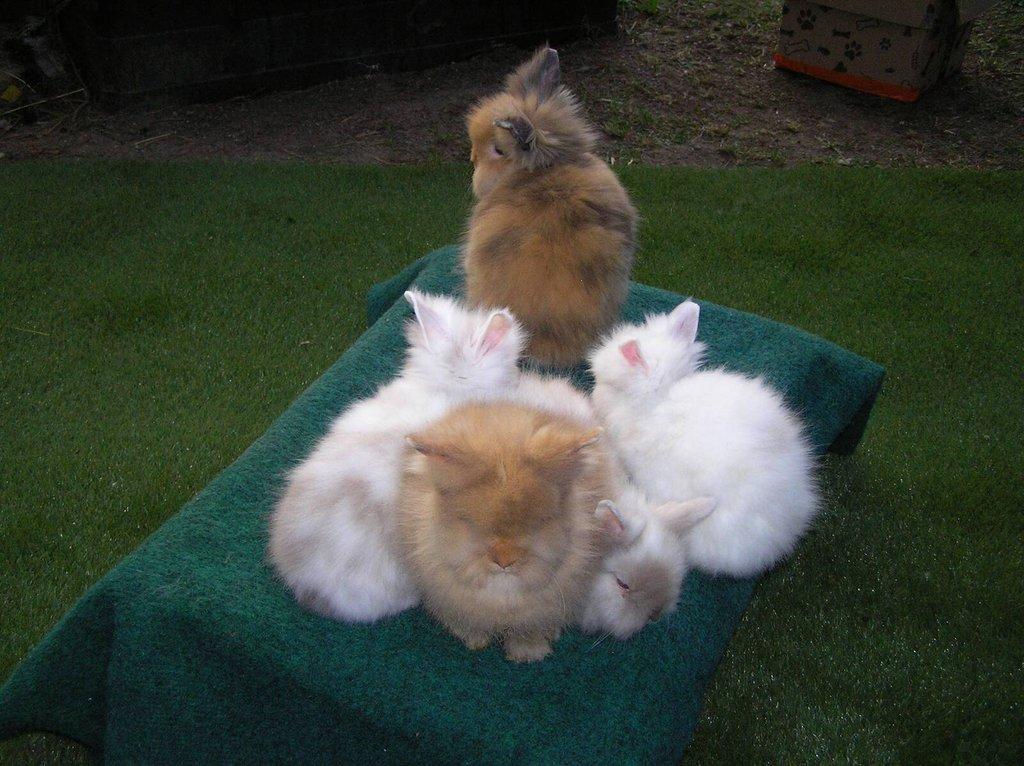 Teddy králíčci mláďata z kvalitního chovu