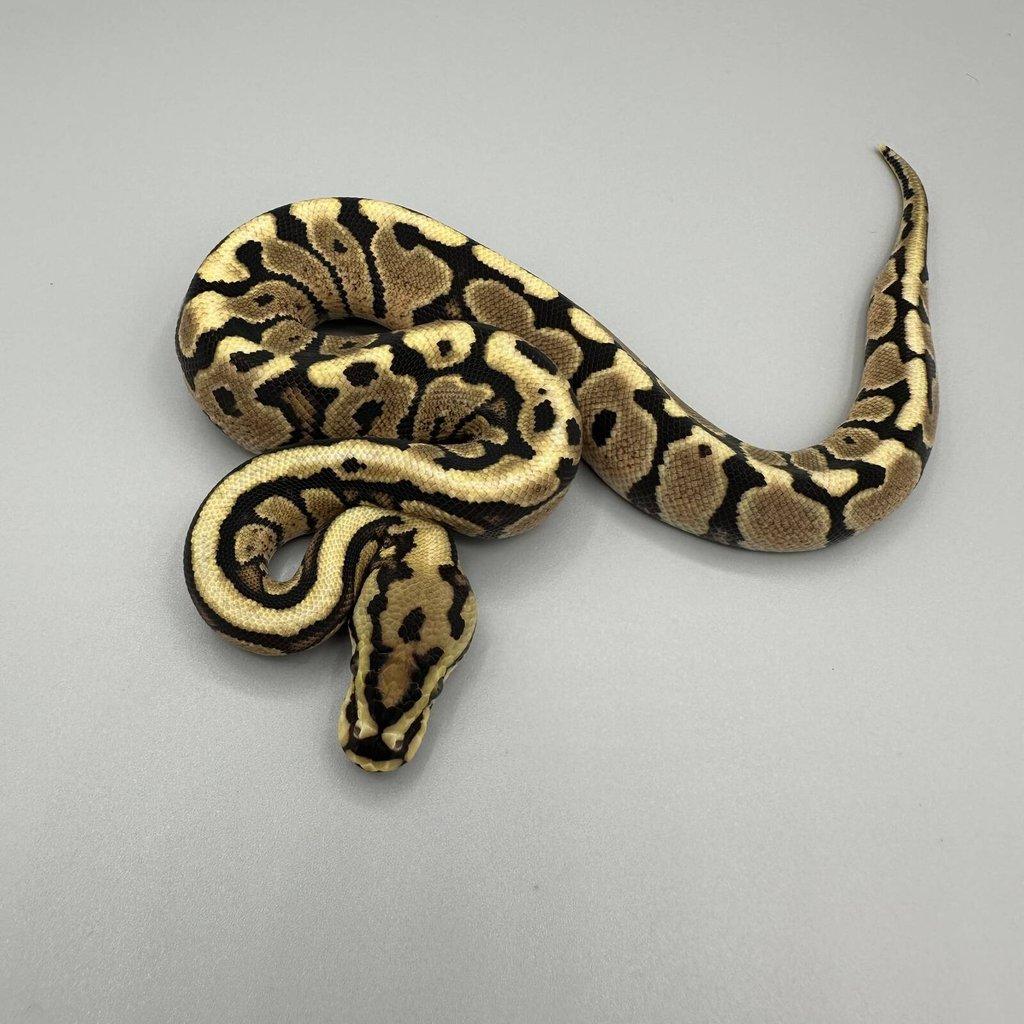 Krajta Královská python regius