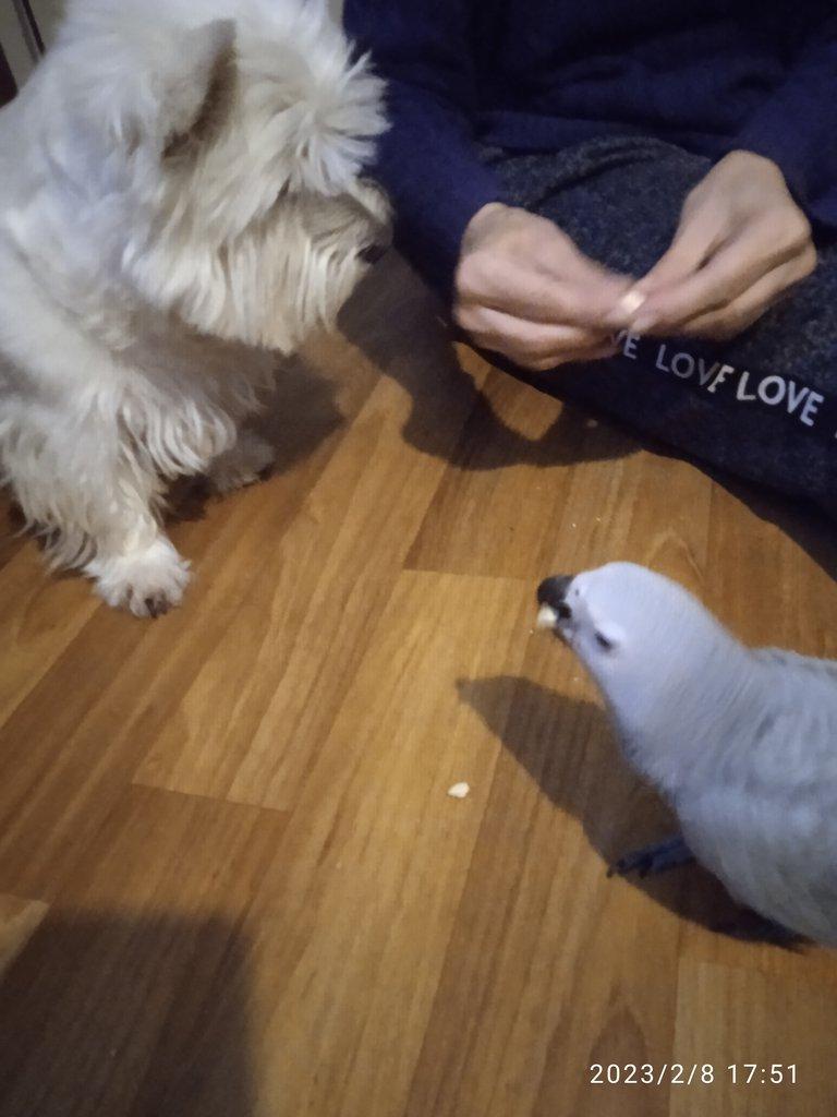 Žako kongo 1.1 rezervace