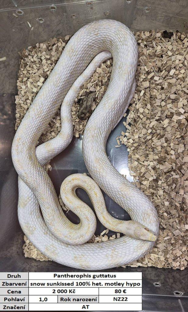 Pantherophis guttatus