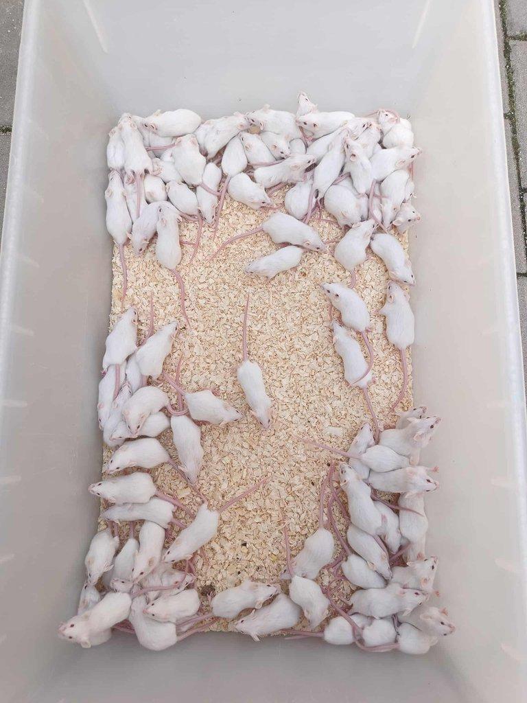 Potkani k odběru - různé velikosti