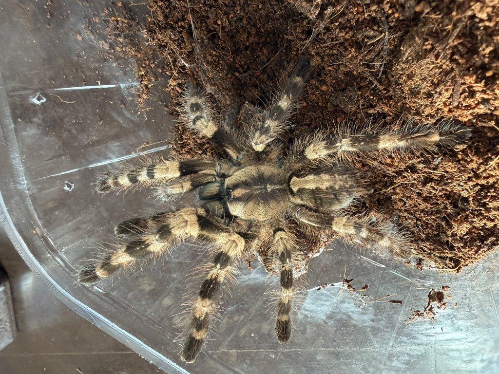 POECILOTHERIA spp - ZIVA 20.12.