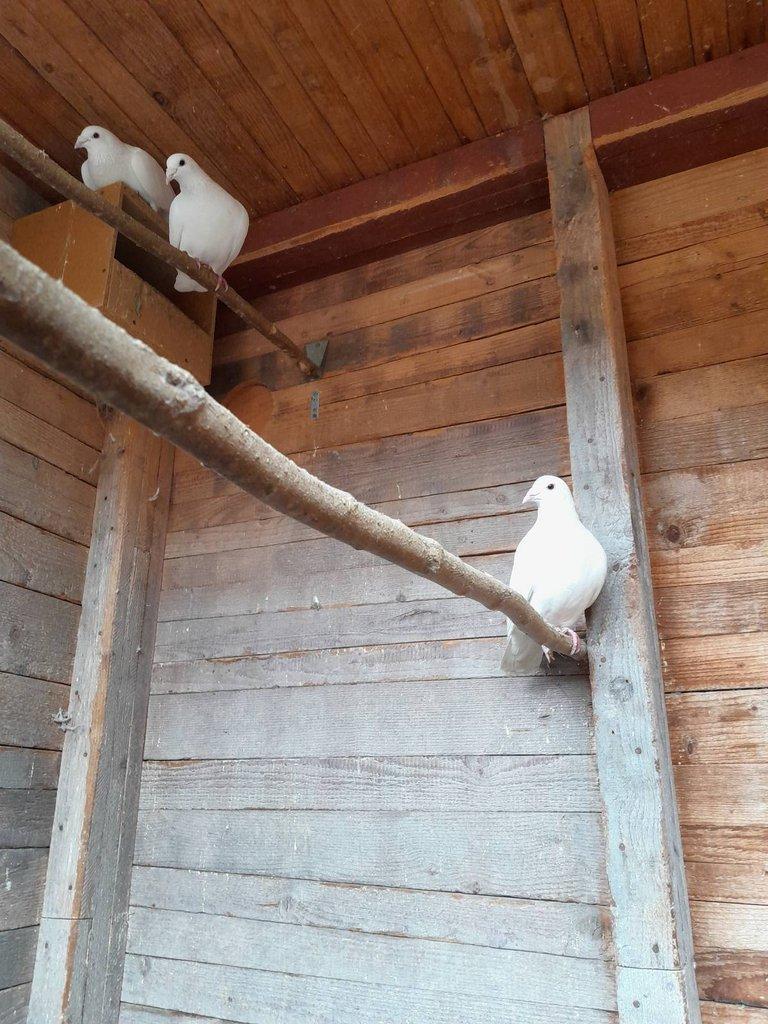 Prodám poštovní holubi .