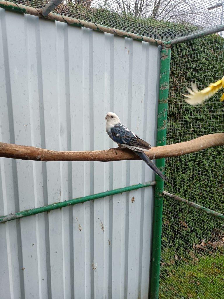 Prodám Roselu penant