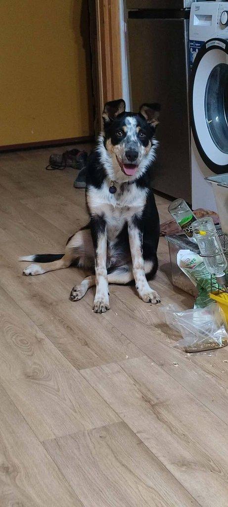 Daruji/Zdarma Kratkosrstá Kolie- pes